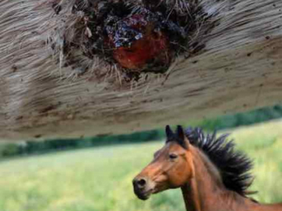 Traitement des Sarcoïdes chez les Chevaux 