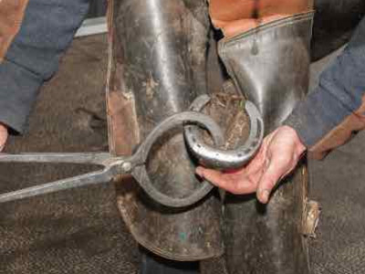 Les abcès chez le cheval : Comprendre et soigner efficacement