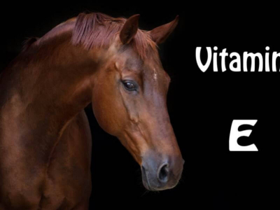 Cheval et vitamine E