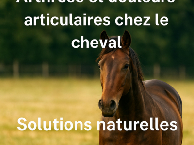 Problèmes articulaires chez le cheval : comprendre, soulager et prévenir naturel