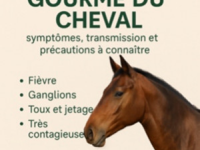 Gourme du cheval : symptômes, transmission et précautions à connaître