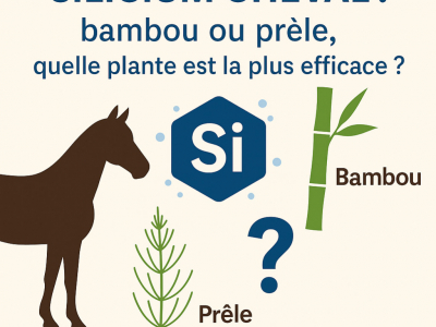 Silicium cheval : bambou ou prêle, quelle plante est la plus efficace ?