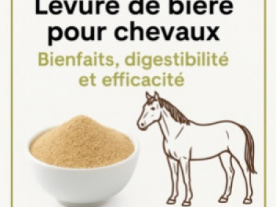 Levure de bière pour chevaux : bienfaits, digestibilité et efficacité naturelle