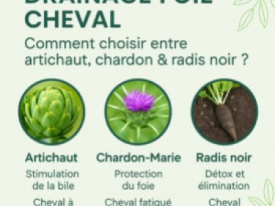 Drainage foie cheval : comment choisir entre artichaut, chardon & radis noir ?