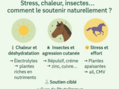 Immunité cheval en été : stress, chaleur, insectes ... que faire?