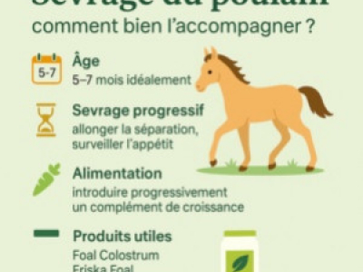 Sevrage du poulain : comment l'accompagner en douceur ?