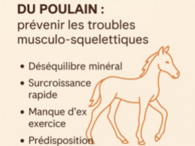 La croissance osseuse et musculaire du poulain