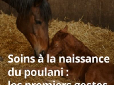 Soins à la naissance et néonatologie : les premiers gestes pour un poulain en bo