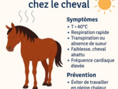 Coup de chaleur chez le cheval