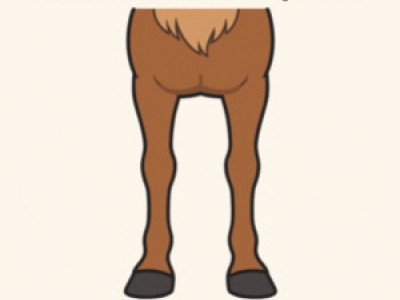 Syndrome High/Low chez le cheval : comprendre, prévenir, corriger naturellement