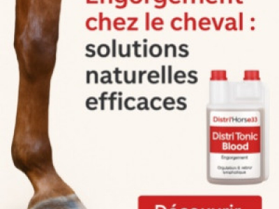Cheval sujet à l'engorgement : comment améliorer sa circulation?