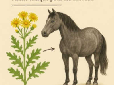 Séneçon toxique pour les chevaux
