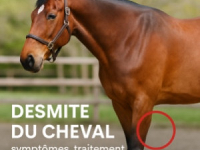 Desmite du cheval ? : symptômes, traitement et prévention naturelle