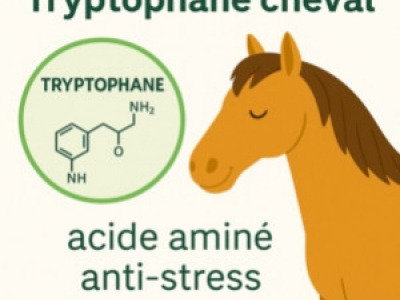 Tryptophane cheval: un acide aminé naturel pour gérer le stress et l'émotion