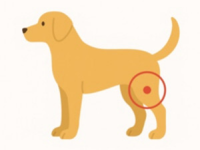Arthrose du chien ? : comment soulager naturellement ses articulations ?