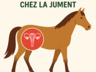 Douleurs ovariennes chez la jument ? : comprendre les causes et mieux les gérer