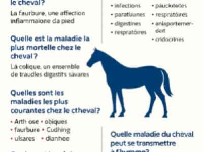 Maladies du cheval : les plus courantes, graves et transmissibles