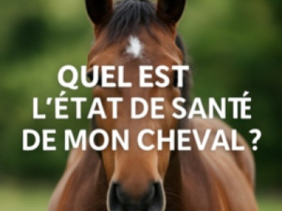 État de santé du cheval ? : signes à surveiller et conseils essentiels