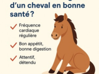 Cheval en bonne santé : comment reconnaître les bons signes ?