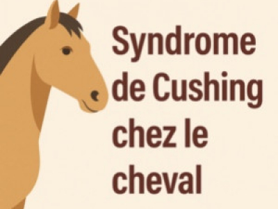 Syndrome de Cushing chez le cheval : symptômes, causes et solutions naturelles