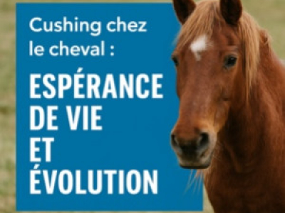 Cushing chez le cheval : espérance de vie, évolution et conseils naturels