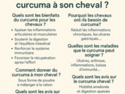 Pourquoi donner du curcuma à son cheval?