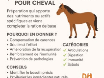Complément alimentaire pour cheval : définition, choix et guide complet
