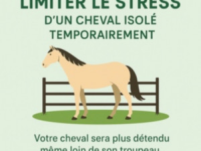 Limiter le stress d’un cheval isolé temporairement de son troupeau
