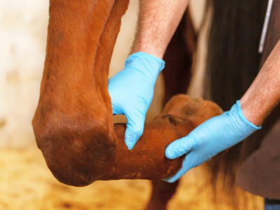 Soins des membres du cheval après l'effort