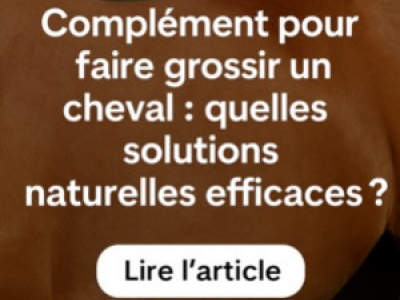 Complément pour faire grossir un cheval : quelles solutions naturelles efficaces