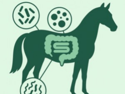 Microbiote intestinal du cheval : rôle clé, déséquilibres et solutions naturelle