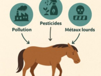 Stress environnemental cheval : pollution, pesticides et métaux lourds