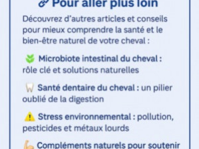 Rythmes circadiens du cheval : lumière, saisons et bien-être