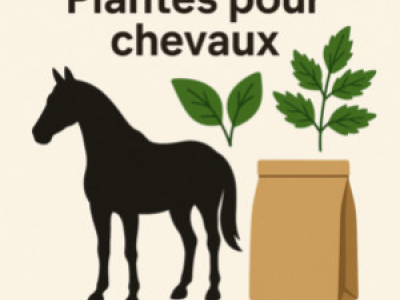 Plantes pour chevaux : lesquelles choisir et pourquoi ?