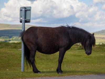 Dermite Estivale du Cheval