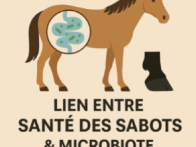 Santé des sabots & microbiote intestinal : un lien essentiel chez le cheval