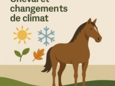 Cheval et Climat : adapter l'alimentation et les soins (été, hiver, printemps)
