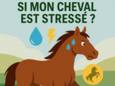 Cheval stressé : les signes qui ne trompent pas