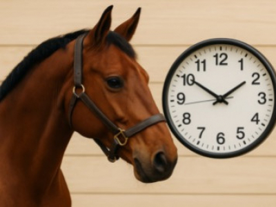 Chrononutrition équine : nourrir en respectant les rythmes du cheval