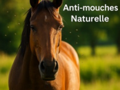Distri’Fly : l’anti-mouche naturel cheval qui fait la différence