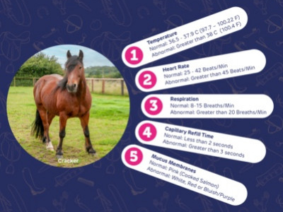 Colique du cheval : comprendre les signes vitaux à surveiller