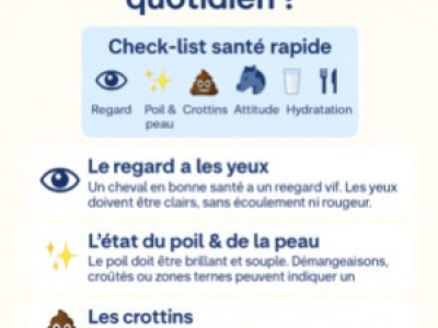 Cheval en bonne santé : les signes à vérifier chaque jour