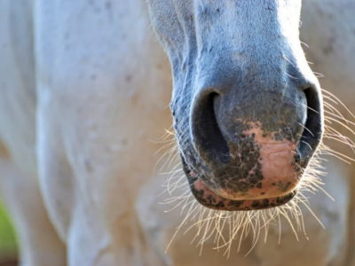Emphysème chez le cheval