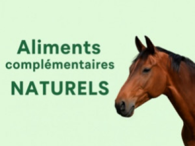 Compléments alimentaires naturels cheval| Les essentiels à connaître