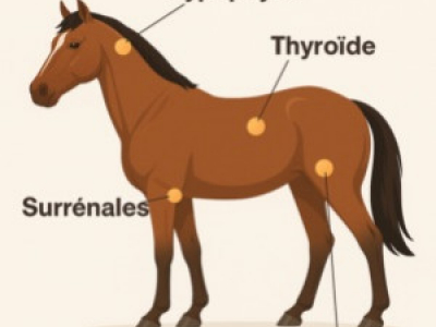 Système hormonal du cheval : comprendre, préserver, rééquilibrer