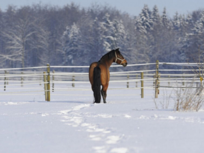 En période froide préparer votre cheval à l'effort