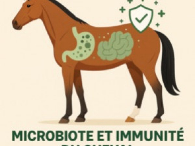 Microbiote et immunité du cheval : le duo gagnant pour sa santé