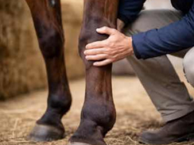  Membres engorgés chez le cheval le matin : que faire ?