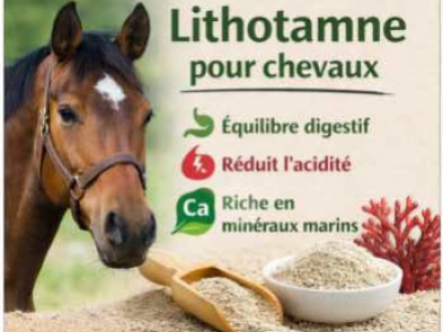Lithotamne pour cheval : bienfaits dosage et rôle dans l’équilibre acido-basique