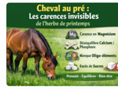 Cheval au pré : les carences invisibles de l’herbe de printemps